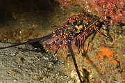 Panulirus inflatus Langouste orange-La Paz Cabo Pulmo El Bajo-8m-20181101-Denis-ADER-DSC_1729_tn